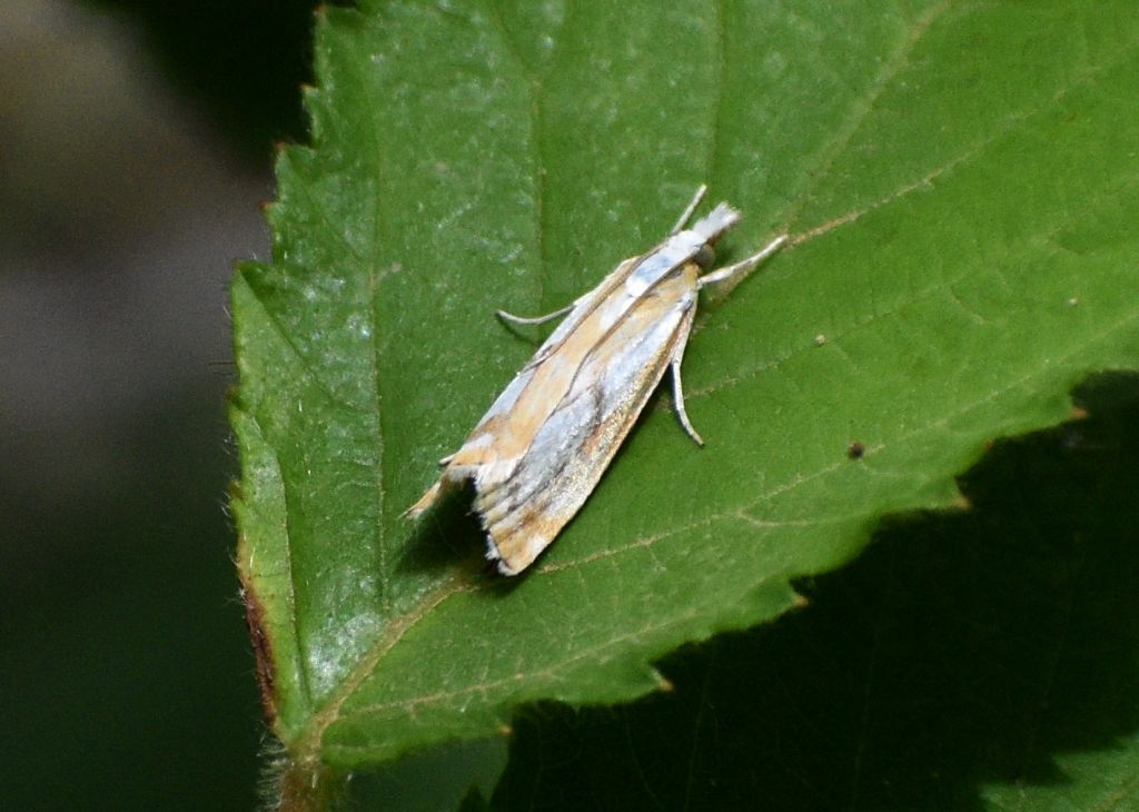 Catoptria cfr. pinella - Crambidae